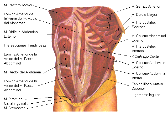 anatomia del corredor