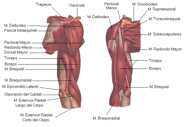 anatomia del corredor
